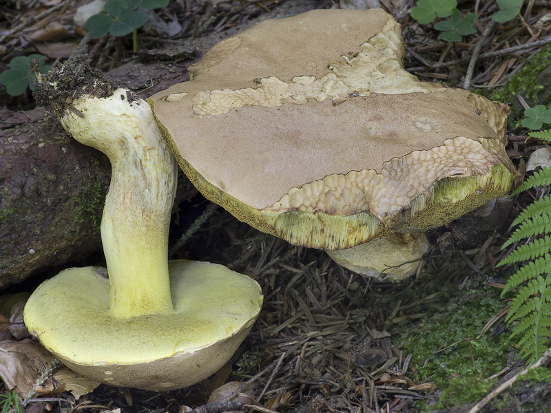 Boletus subappendiculatus